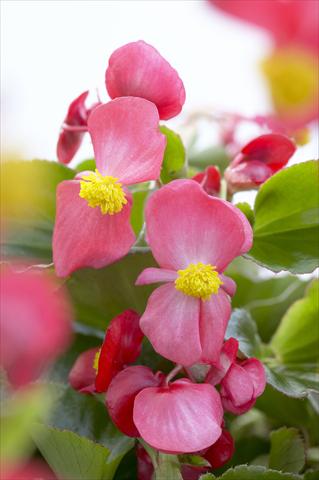 photo of flower to be used as: Pot and bedding Begonia hybrida Kazan® Red