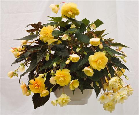 photo of flower to be used as: Pot, bedding, patio, basket Begonia tuberhybrida Illumination® Peaches