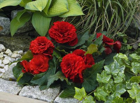 photo of flower to be used as: Bedding pot or basket Begonia tuberhybrida Primary® Deep Red