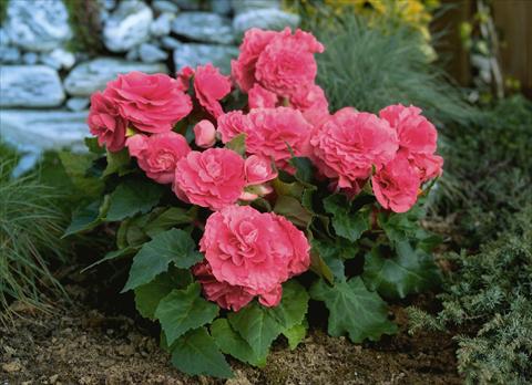 photo of flower to be used as: Bedding pot or basket Begonia tuberhybrida Primary® Pink Shades