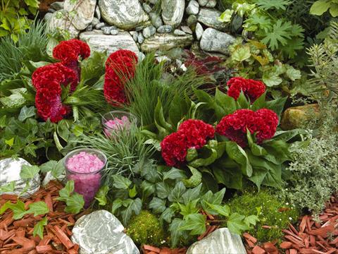 photo of flower to be used as: Pot and bedding Celosia cristata Amigo Red