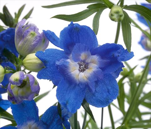 photo of flower to be used as: Pot, bedding, patio Delphinium grandiflorum Summer Cloud