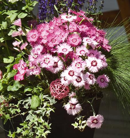 photo of flower to be used as: Pot and bedding Dianthus gratianapolitanus Flavora Rose Shades