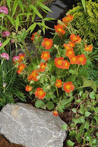 photo of flower to be used as: Bedding / border plant Geum coccineum Koi