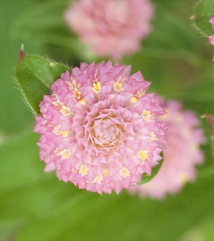 photo of flower to be used as: Pot and bedding Gomphrena globosa Las Vegas Pink