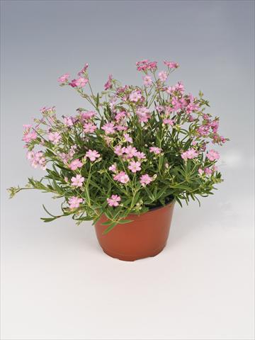 photo of flower to be used as: Pot, bedding, patio Gypsophila repens Filou Rose