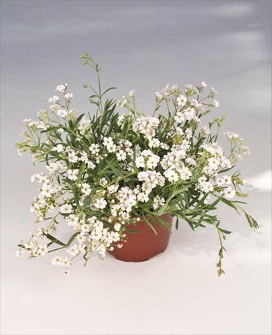 photo of flower to be used as: Pot, bedding, patio Gypsophila repens Filou White