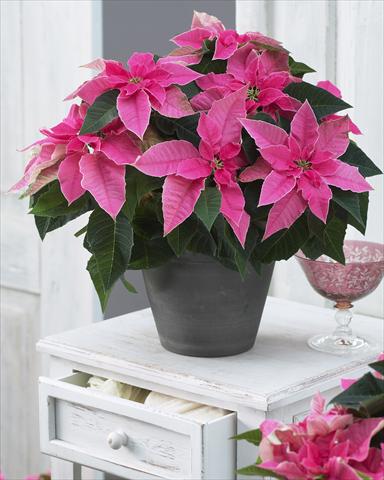 photo of flower to be used as: Pot Poinsettia - Euphorbia pulcherrima Princettia® Hot Pink