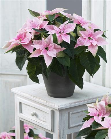 photo of flower to be used as: Pot Poinsettia - Euphorbia pulcherrima Princettia® Pink