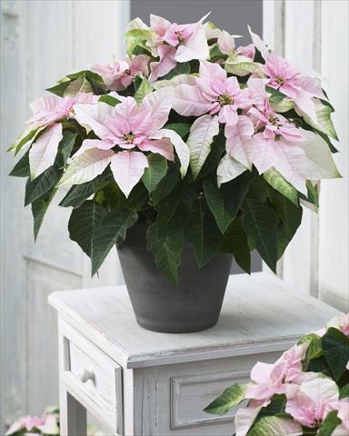photo of flower to be used as: Pot Poinsettia - Euphorbia pulcherrima Princettia® Soft Pink