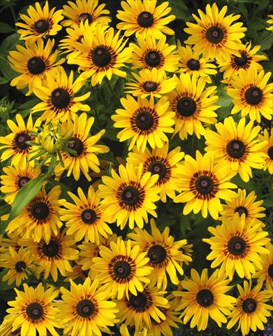 photo of flower to be used as: Pot and bedding Rudbeckia hirta Denver Daisy