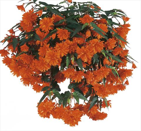 photo of flower to be used as: Pot, patio, basket Begonia cultivars Orange DSG®
