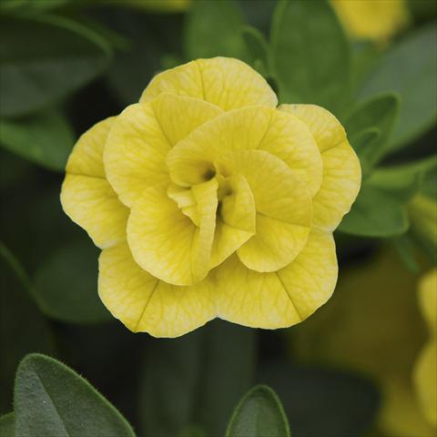 photo of flower to be used as: Pot, bedding, patio, basket Calibrachoa MiniFamous® Double Lemon sel®