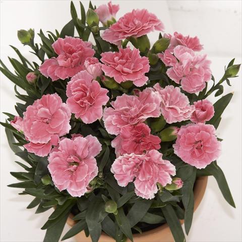 photo of flower to be used as: Pot, bedding, patio Dianthus caryophyllus SuperTrouper® Oscar Light Pink sel