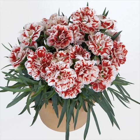 photo of flower to be used as: Pot, bedding, patio Dianthus caryophyllus SuperTrouper® Sammy sel
