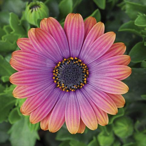 photo of flower to be used as: Pot and bedding Osteospermum FlowerPower® Deluxe sel® Copper Amethyst