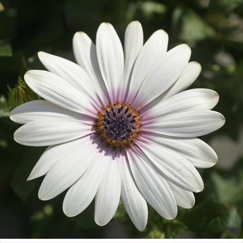 photo of flower to be used as: Pot and bedding Osteospermum FlowerPower® Deluxe sel® Milky Way