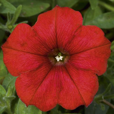 photo of flower to be used as: Pot, bedding, patio, basket Petunia CompactFamous™ Red Fire evol sel®