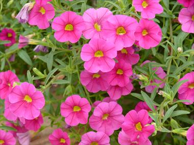 photo of flower to be used as: Basket / Pot Calibrachoa Star Pink