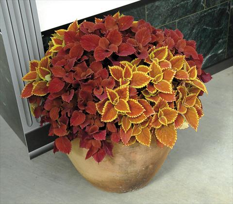 photo of flower to be used as: Pot and bedding Coleus blumei Coleus blended