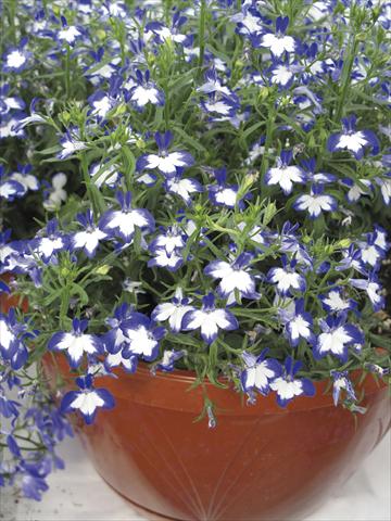 photo of flower to be used as: Pot, bedding, patio, basket Lobelia Superstar