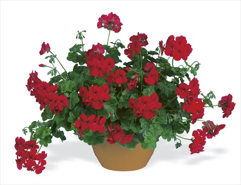 photo of flower to be used as: Bedding, patio, basket Pelargonium peltatum pac® Happy Face Velvet Red