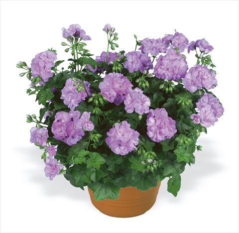 photo of flower to be used as: Bedding, patio, basket Pelargonium peltatum pac® Lilly