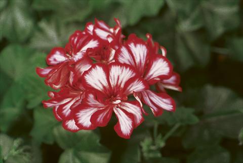 photo of flower to be used as: Bedding, patio, basket Pelargonium peltatum pac® Mexica Granatit