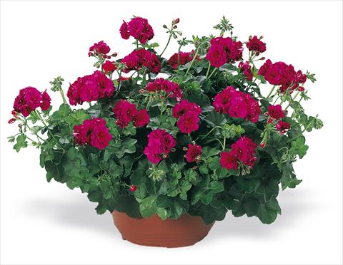 photo of flower to be used as: Bedding, patio, basket Pelargonium peltatum pac® Nealit Improved