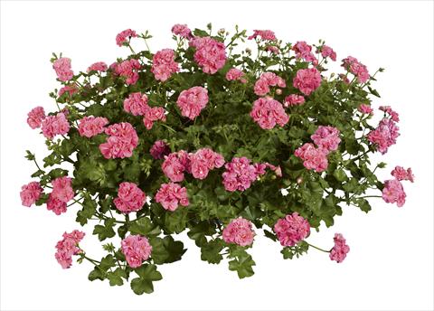 photo of flower to be used as: Bedding, patio, basket Pelargonium peltatum pac® Pink Sybil