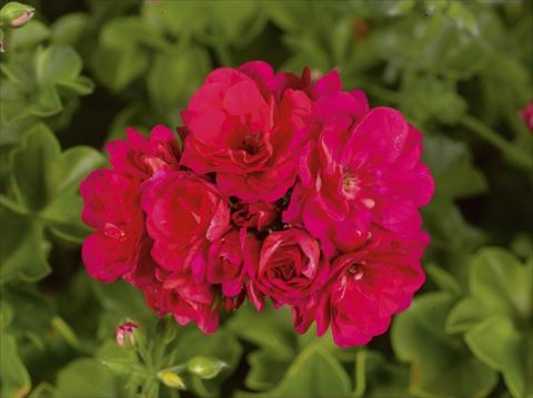 photo of flower to be used as: Bedding, patio, basket Pelargonium peltatum pac® Purple Sybil