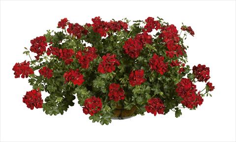 photo of flower to be used as: Pot, bedding, patio Pelargonium peltatum pac® Ruby