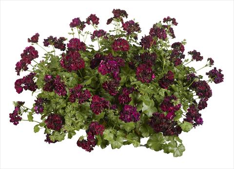photo of flower to be used as: Pot, bedding, patio Pelargonium peltatum pac® Tommy