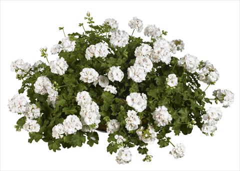 photo of flower to be used as: Bedding, patio, basket Pelargonium peltatum pac® White Pearl