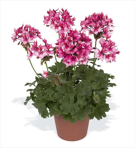 photo of flower to be used as: Pot, bedding, patio Pelargonium zonale pac® Fireworks Bicolor