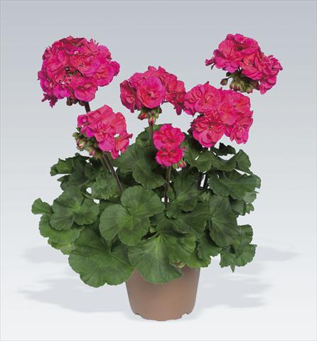 photo of flower to be used as: Pot, bedding, patio Pelargonium zonale pac® Marena