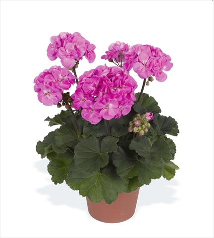 photo of flower to be used as: Pot, bedding, patio Pelargonium zonale pac® Rosana