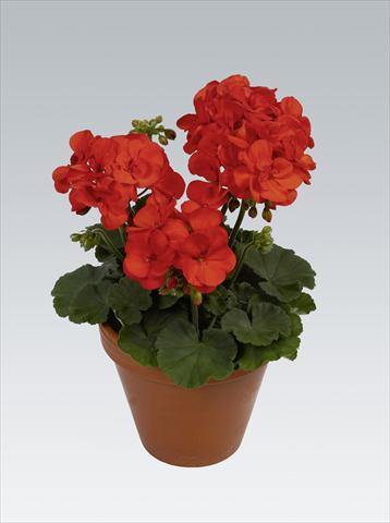 photo of flower to be used as: Pot, bedding, patio Pelargonium zonale pac® Shocking Orange