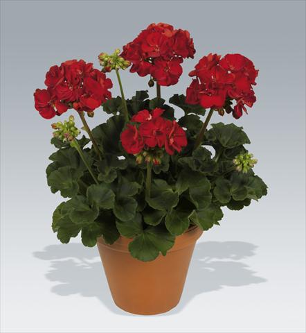 photo of flower to be used as: Pot, bedding, patio Pelargonium zonale pac® Victor improved