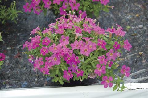 photo of flower to be used as: Pot, bedding, patio, basket Petunia Littletunia Sweet Dark