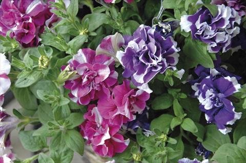 photo of flower to be used as: Pot, bedding, patio, basket Petunia Sylvana King&Queen