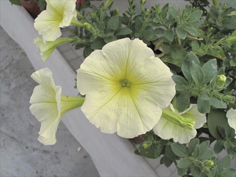 photo of flower to be used as: Pot, bedding, patio, basket Petunia Veranda® Gialla