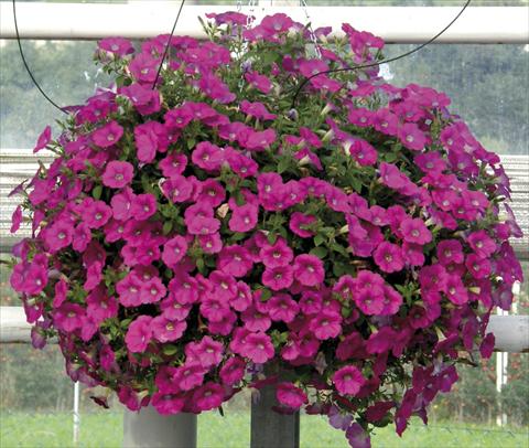 photo of flower to be used as: Pot, bedding, patio, basket Petunia Veranda® Magenta