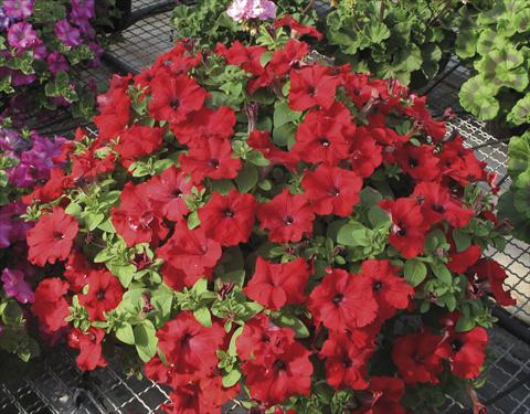 photo of flower to be used as: Pot, bedding, patio, basket Petunia Veranda® Rossa