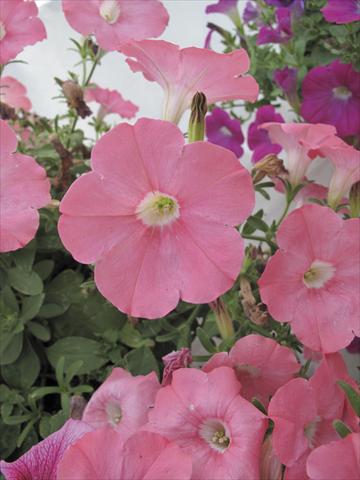 photo of flower to be used as: Pot, bedding, patio, basket Petunia Veranda® Salmone