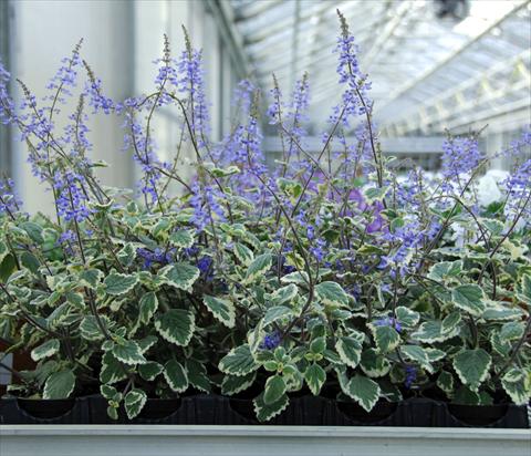 photo of flower to be used as: Pot, bedding, patio, basket Plectranthus Plectranthus Blu