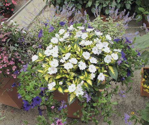 photo of flower to be used as: Bedding pot or basket Impatiens N. Guinea SunPatiens® Spreading White