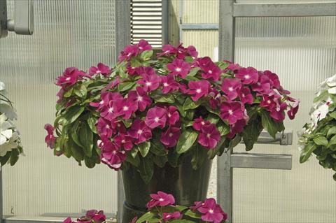 photo of flower to be used as: Pot, bedding, patio, basket Catharanthus roseus - Vinca Boa Burgundy