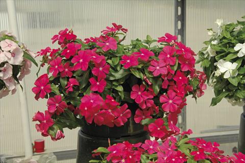 photo of flower to be used as: Pot, bedding, patio, basket Catharanthus roseus - Vinca Boa Red with eye