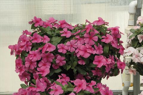photo of flower to be used as: Pot, bedding, patio, basket Catharanthus roseus - Vinca Boa Rose